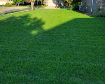 After photo of a residential yard after seed renovation.