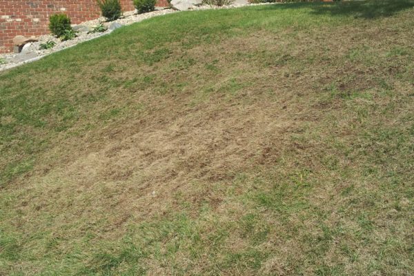 Before photo of a lawn in need of seeding and care.