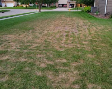 Before photo of a residential yard after seed renovation.