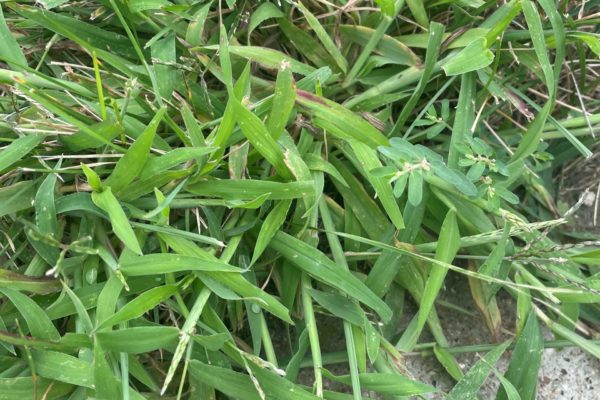 Crabgrass infesting a yard by the sidewalk.