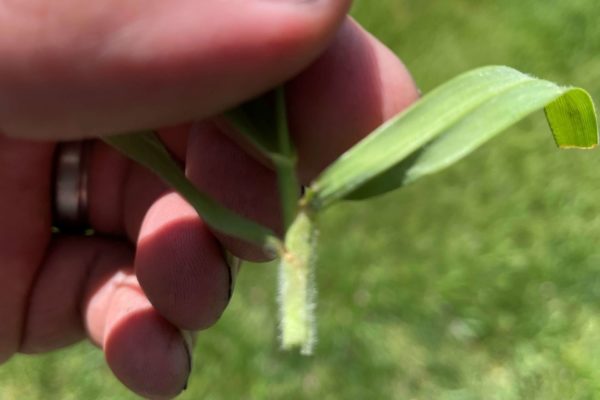 A homeowner plucks a crabgrass weed ruining their lawn.