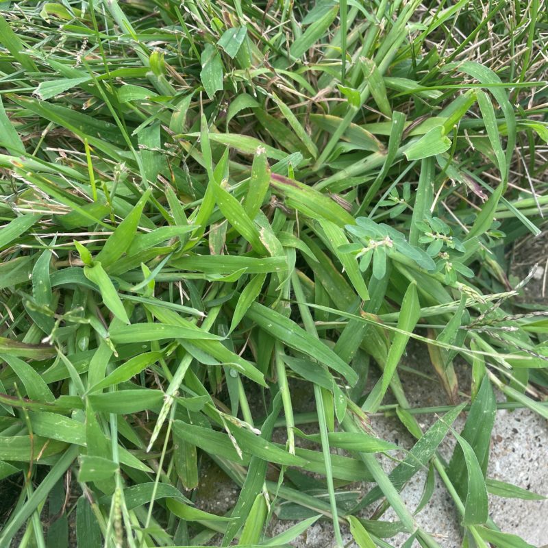 Crabgrass infesting a yard.