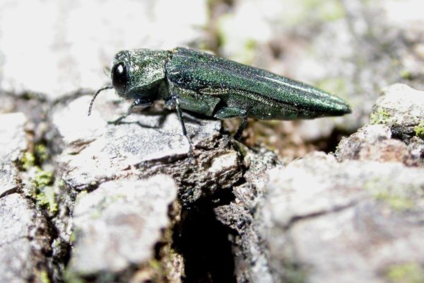 An emerald ash borer causes yard damage.