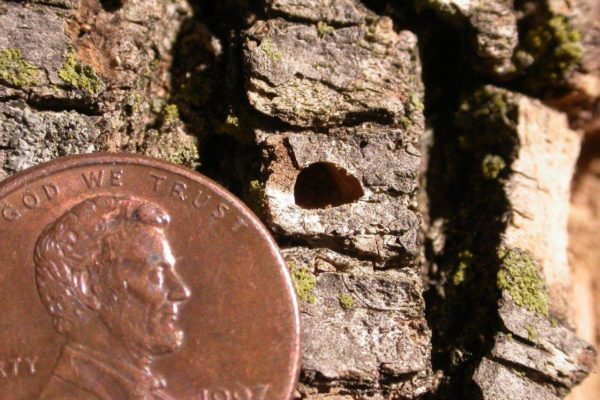 A penny for scale shows an emerald ash borer emergence hole.