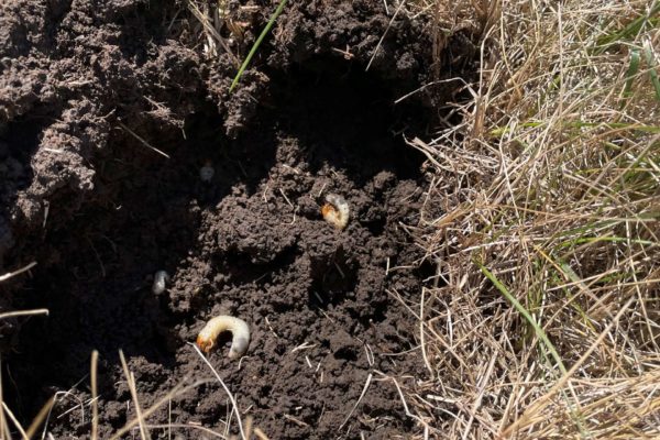 Yard damage caused by grubs