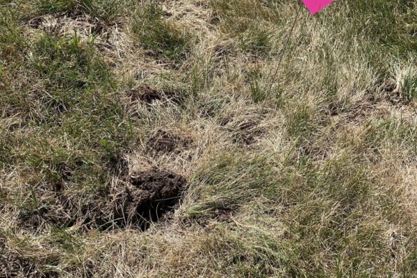 A hole in a yard caused by grub damage.