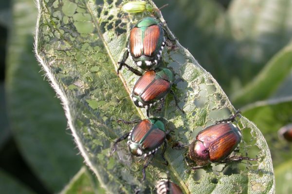 Japanese beetles eating grass and damaging a lawn.