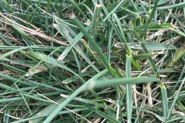Tall Fescue weed damages a green lawn.