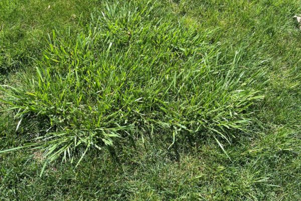 Tall Fescue weed damages an otherwise healthy lawn.