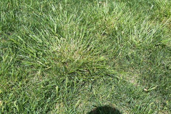 Tall Fescue weed thrives and damages a lawn.