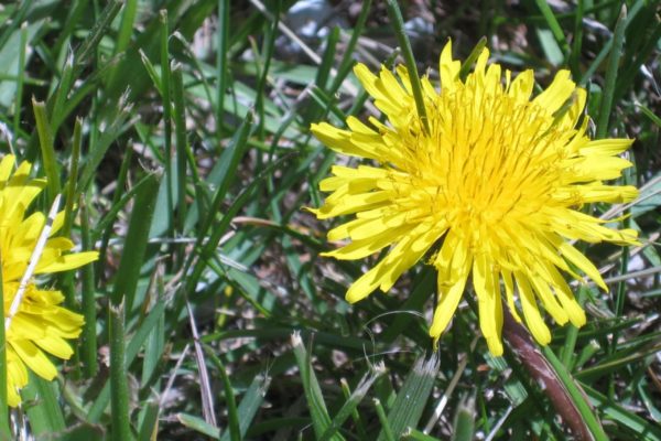 A dandelion weed damaging a lawn.