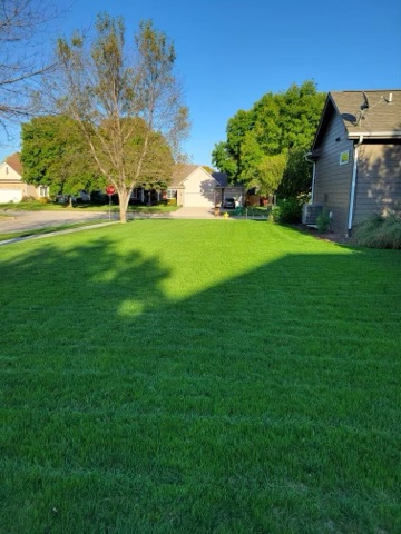 Thick grass in lawn after overseeding in customer's lawn care plan