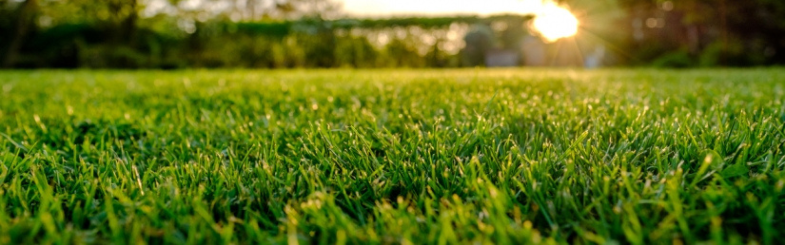 Why Seed Your Lawn in the Fall?