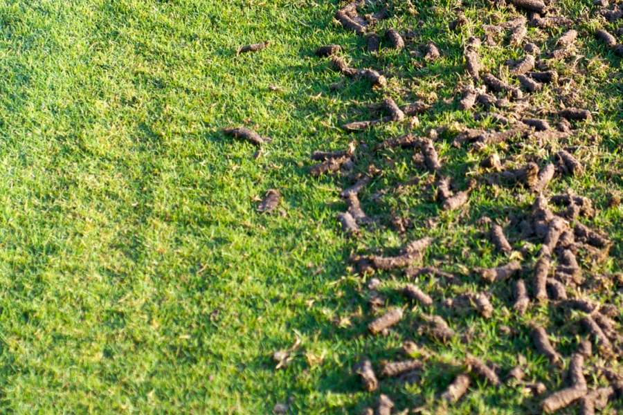 image of lawn showing aeration plugs after lawn aeration service