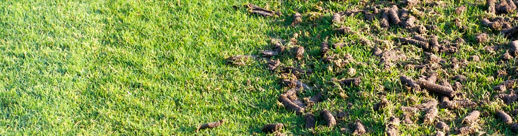 Aeration – Your Lawn Needs to Breathe, Too